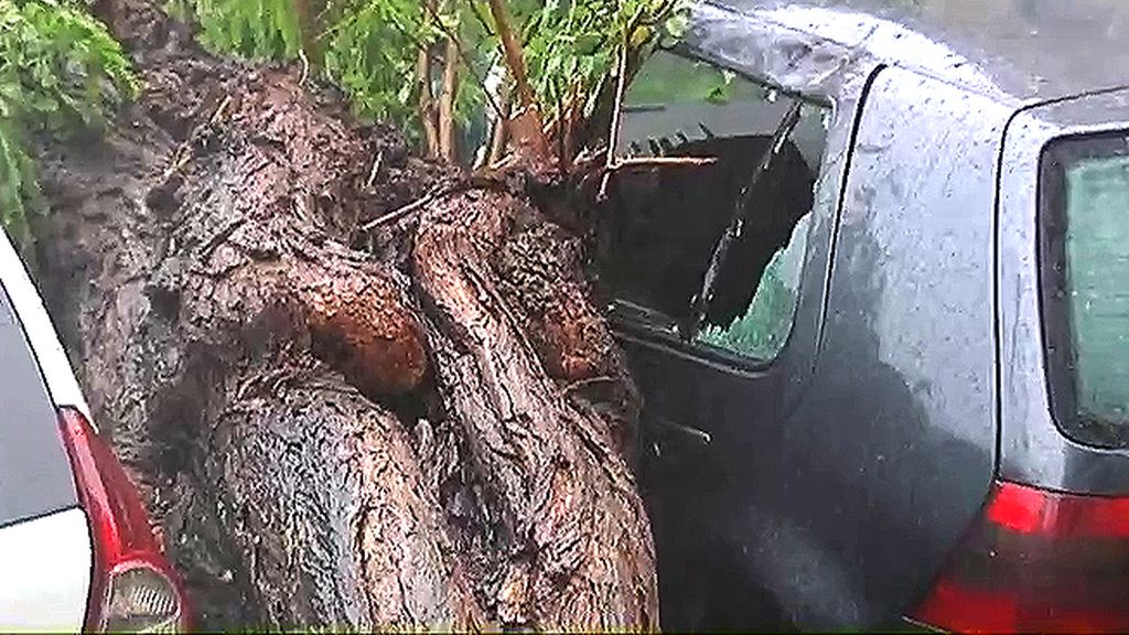 Un árbol rompe las lunas de un coche en Valencia