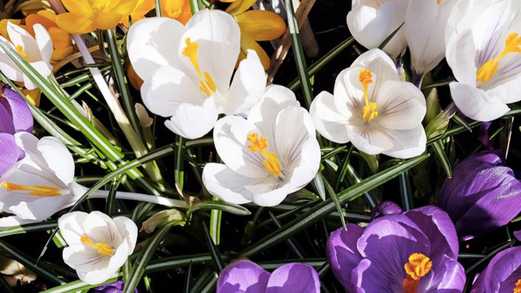 El origen indio del azafrán