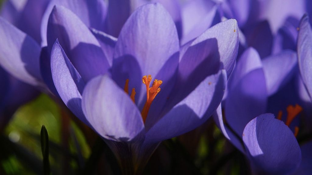 El secreto del azafrán