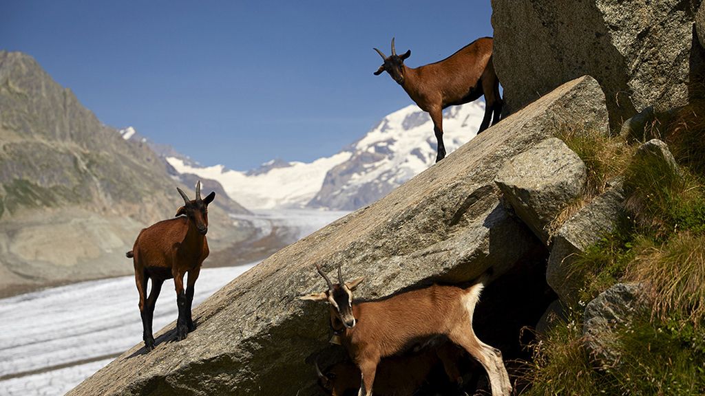 El Gran Aletsch mide 23 kilómetros