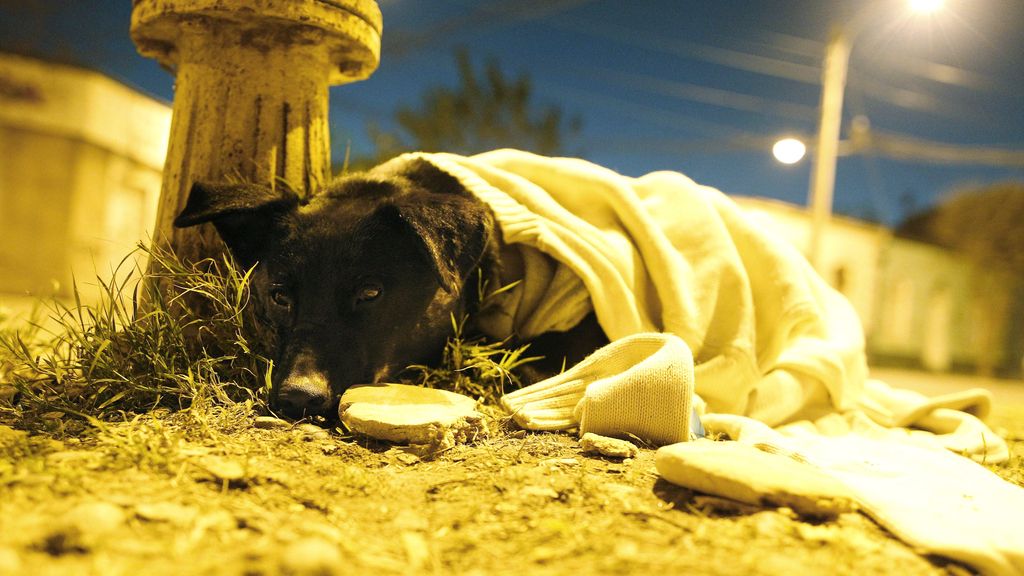 perrito abandonado 2