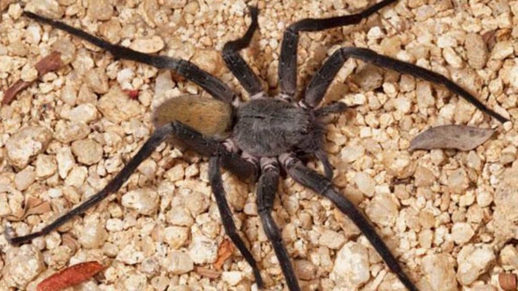 ¿Cómo es la tarántula gigante, peluda y venenosa recién descubierta?