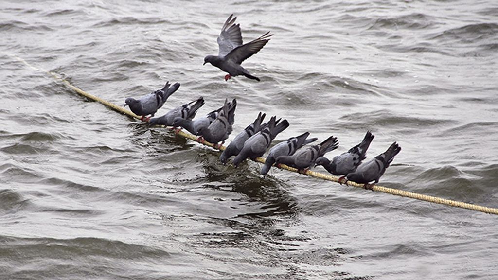 La cuerda fantástica: dónde se apoya una, se apoyan diez