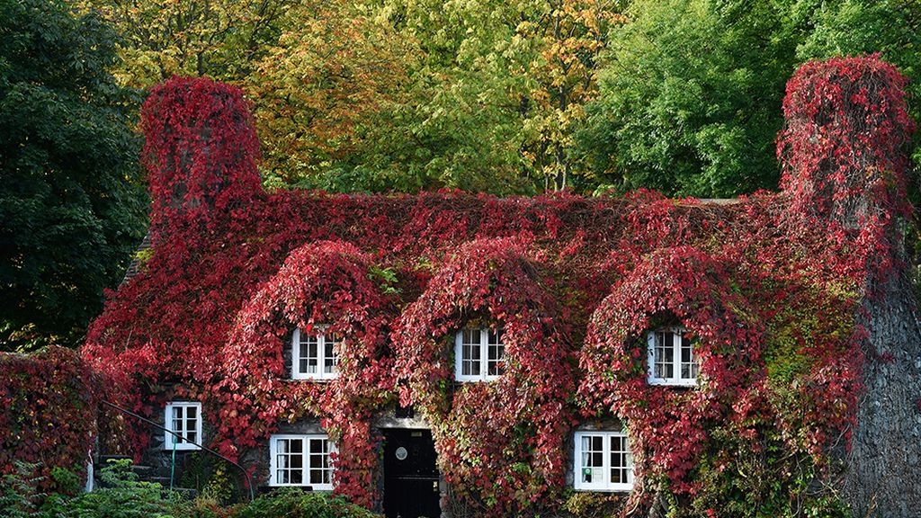 ¡Adiós a la estación de la caída de la hoja!