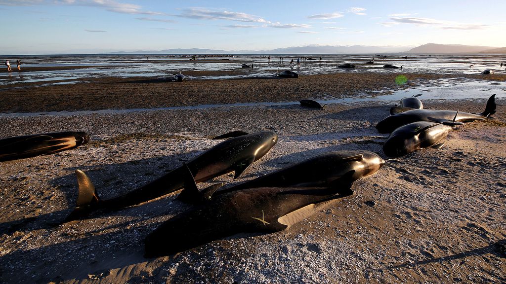 Es el mayor incidente de ballenas varadas que se ha producido este milenio en el país