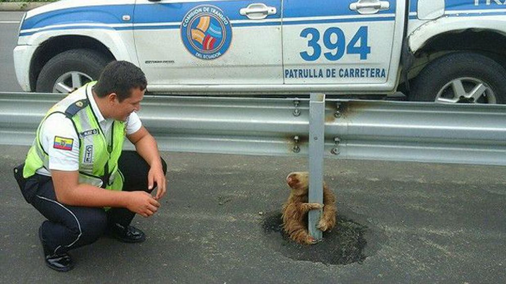 El oso perezoso encontrado en una carretera de Ecuador regresa a su hábitat