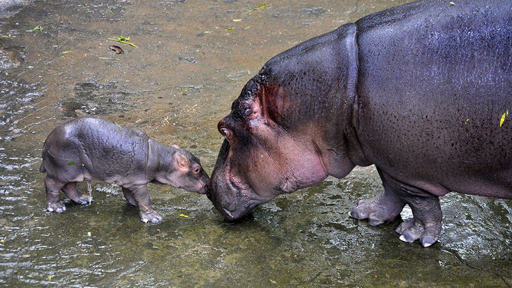 Las mejores imágenes de madres y crías