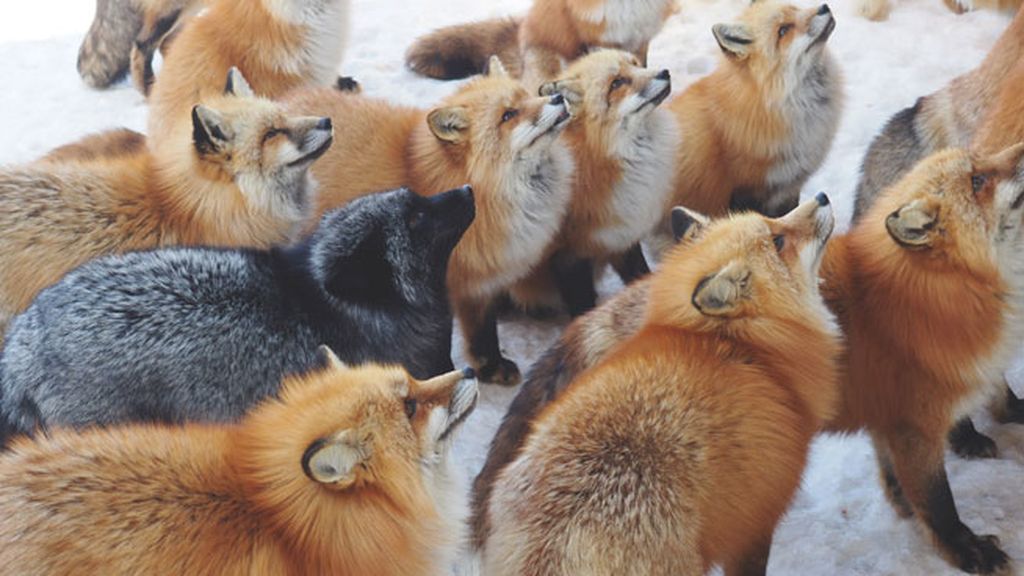 La magia de 'Zao Kitsune Mura', el pueblo de los zorros en Japón