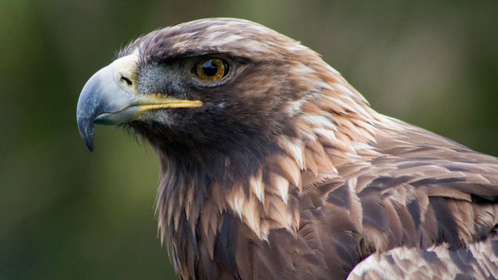 Águila dorada