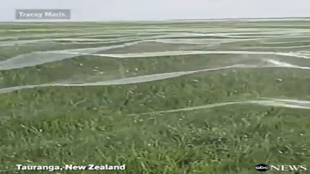 ¿Por qué han aparecido estas extrañas 'olas' de telaraña en un campo de fútbol?