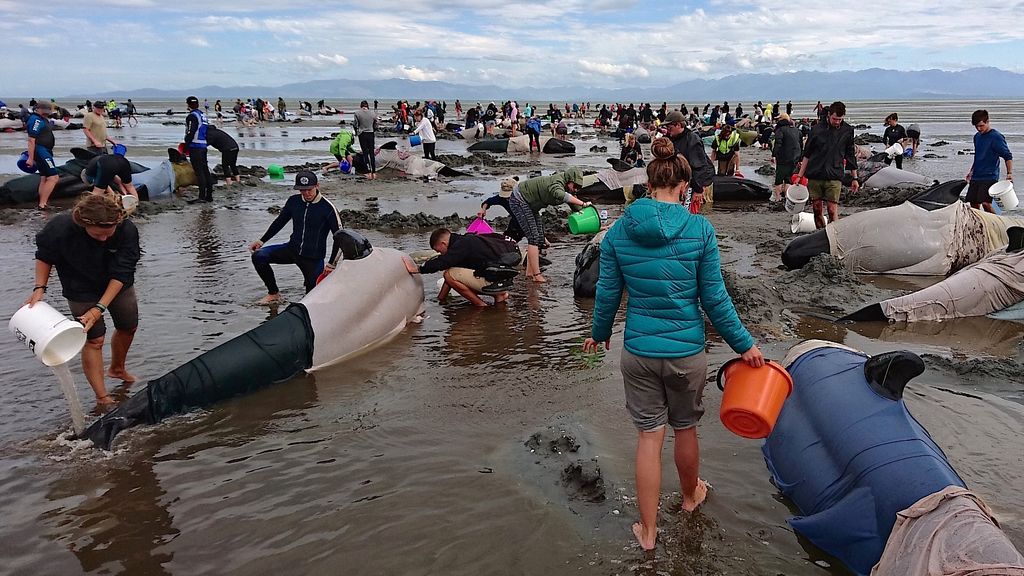 Es el mayor incidente de ballenas varadas que se ha producido este milenio en el país