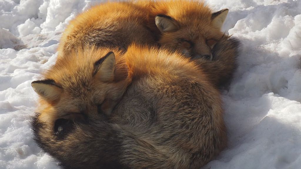 La magia de 'Zao Kitsune Mura', el pueblo de los zorros en Japón