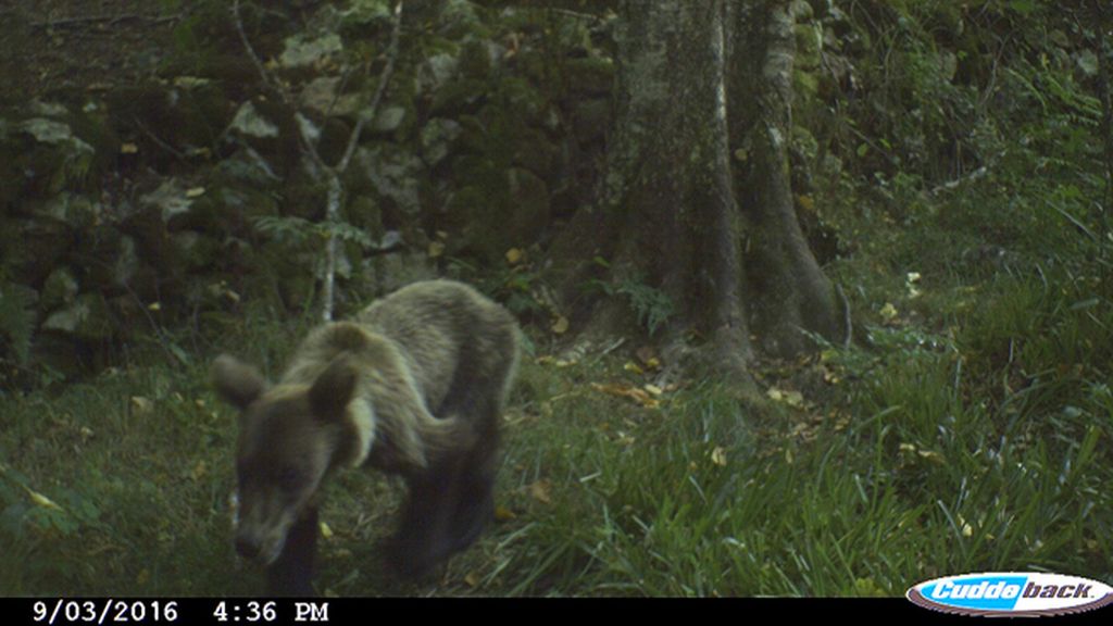 Las fotos evidencian la extrema delgadez de los osos pardos