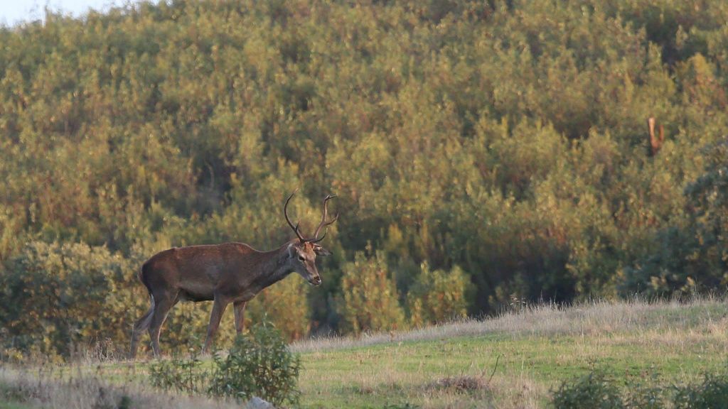 Nos vamos a la berrea: fotos exclusivas del 'canto del amor' de los ciervos en Monfragüe