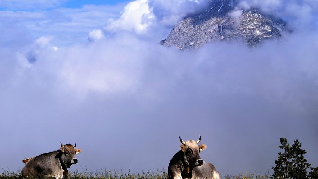 Los meteorólogos más efectivos: estos animales y plantas te preciden el tiempo