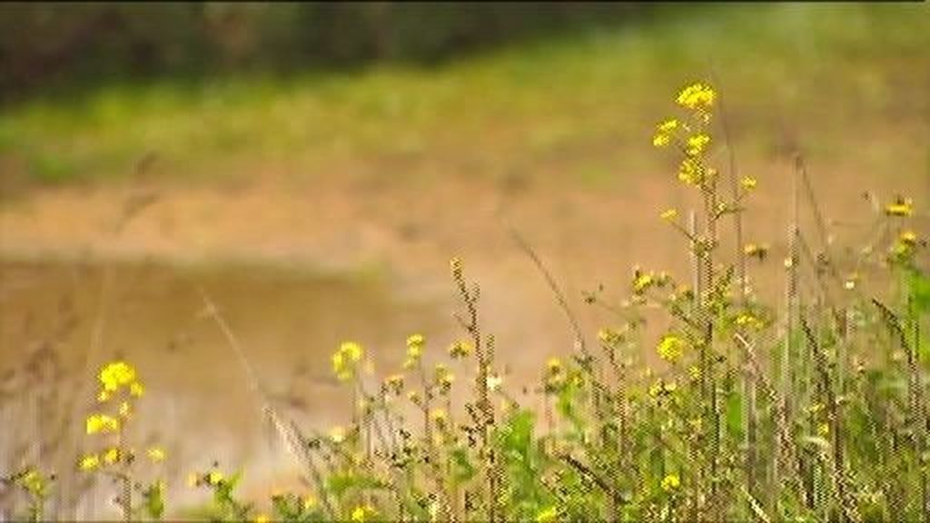 Doñana, casi seco por la falta de lluvia