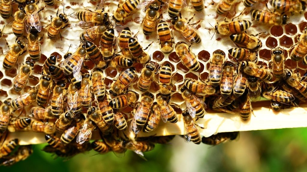 Las abejas predicen más allá del corto plazo