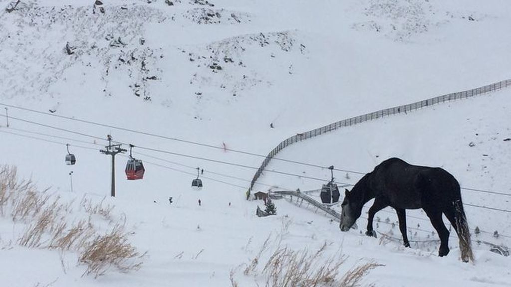 caballo sierra nevada