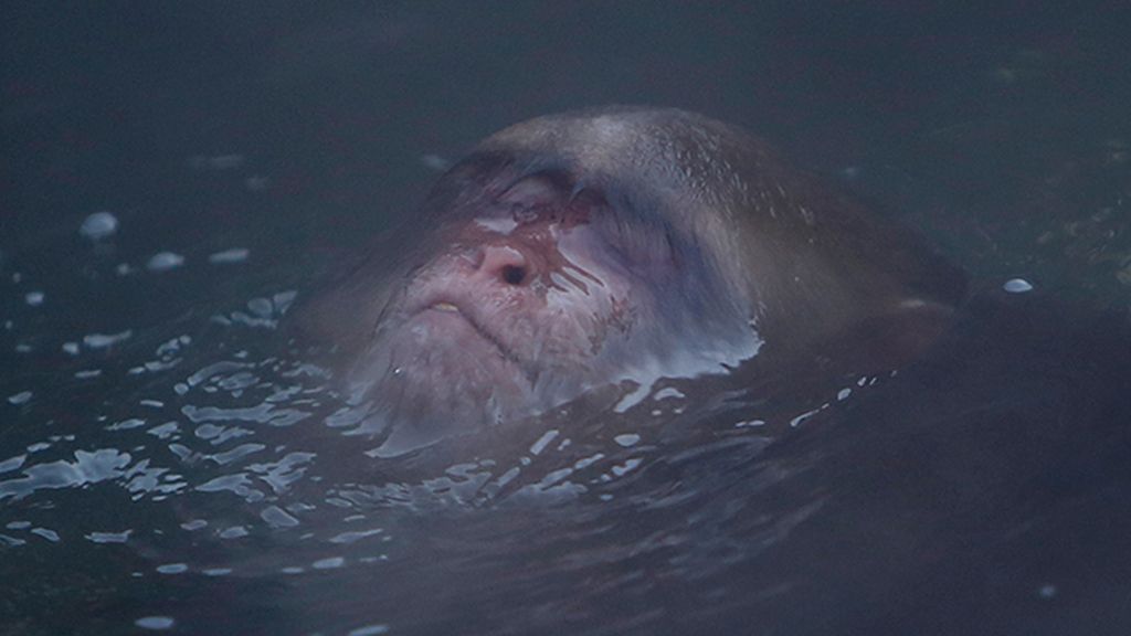 Huyen del frío bañándose en fuentes termales
