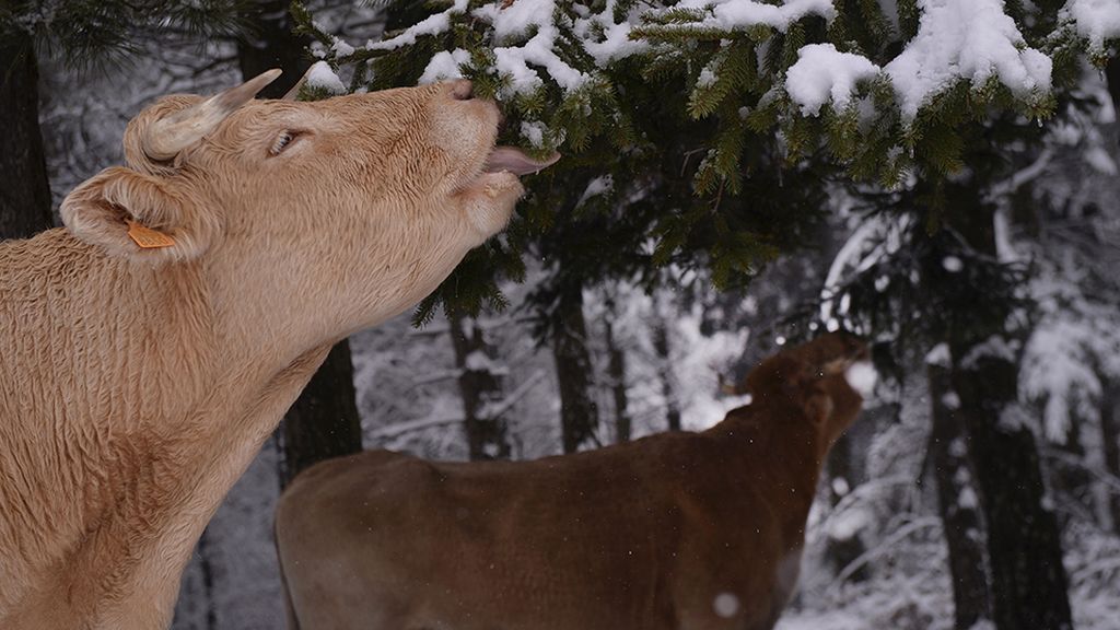 El mundo animal en un marco invernal