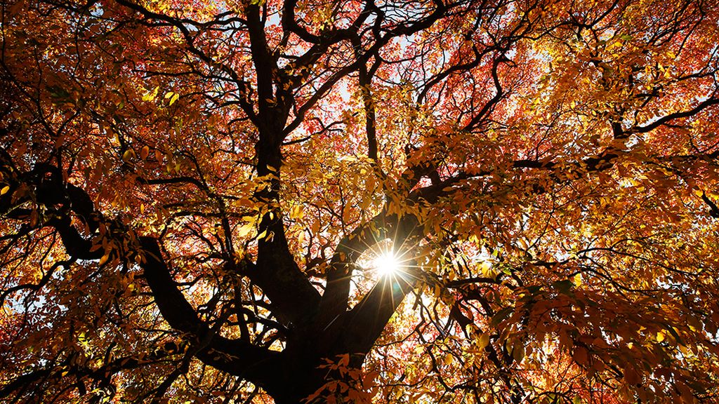 ¡Adiós a la estación de la caída de la hoja!