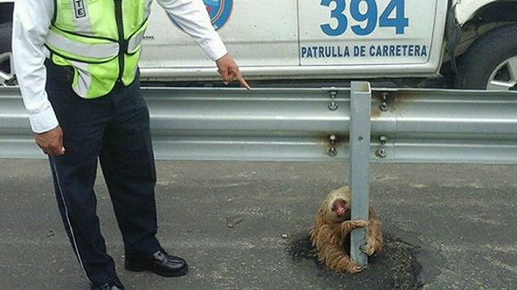 Fue rescatado por los guardias de tráfico de Ecuador