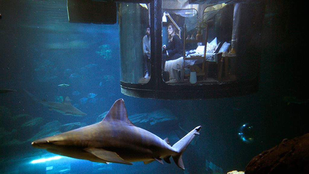 Una habitación en el acuario de París rodeada de 35 tiburones