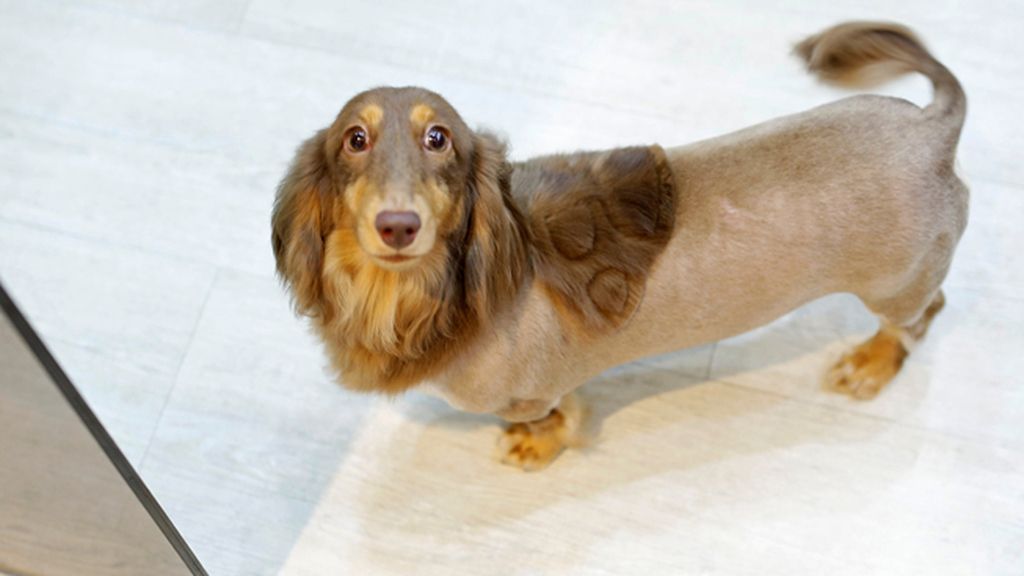 Los dueños deciden el dibujo y el estilo