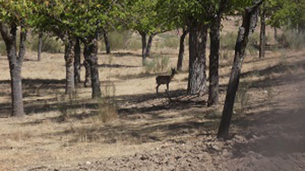 Muy cerca de la capital, la berrea en el Monte de El Pardo (Madrid)