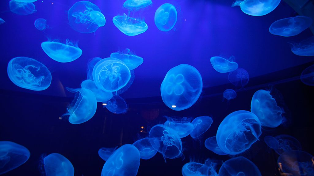 Un baile gelatinoso en el mar