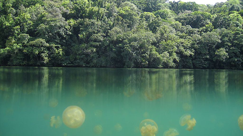 El Lago de las medusas, en las Islas Palaos (Indonesia)