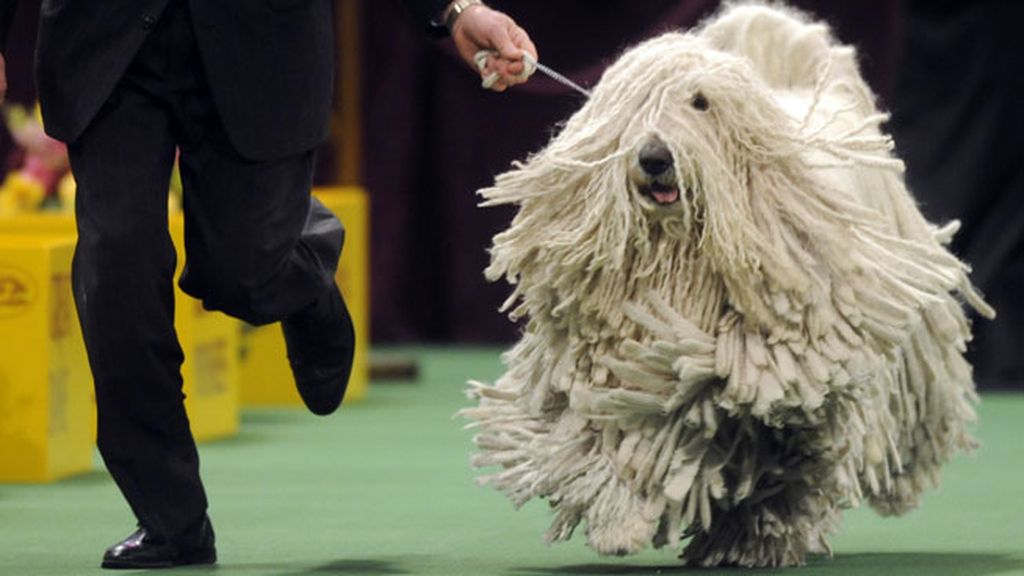 El perro-mopa: la pesadilla de los peluqueros caninos