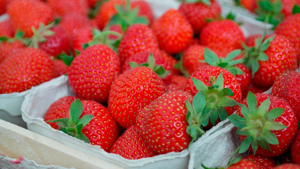 fresas