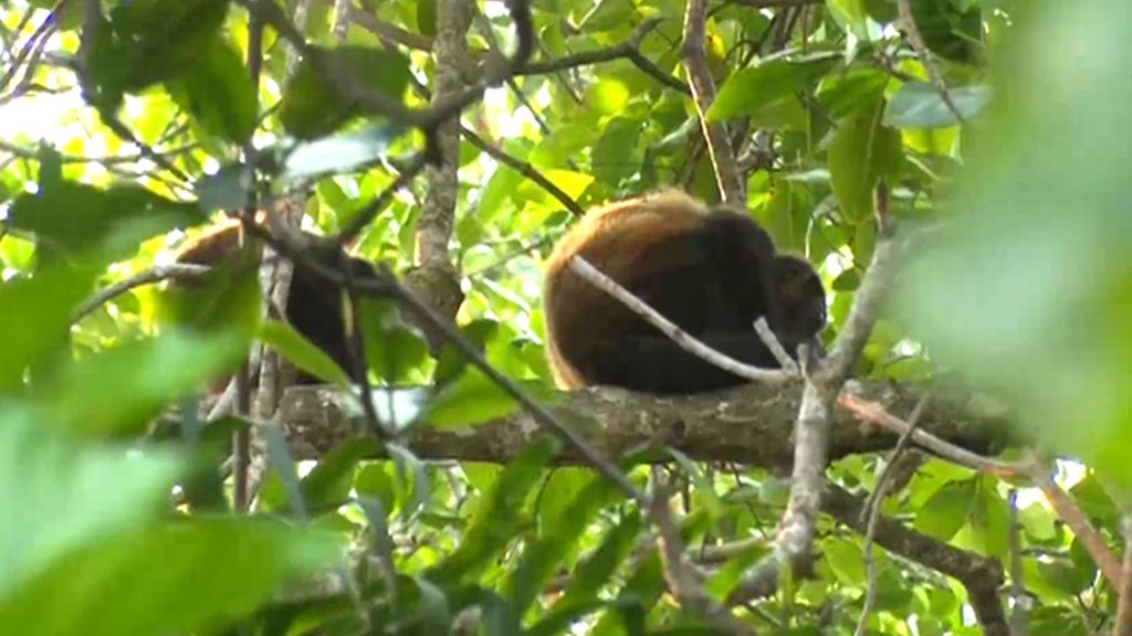 ¿Superarán los supervivientes las dificultades del manglar?