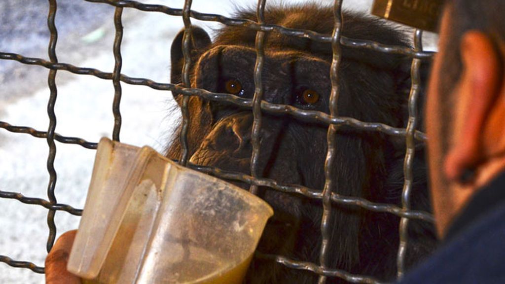 Valencia congelada con la ola de frío: así cuidan a sus animales en el centro BIOPARC