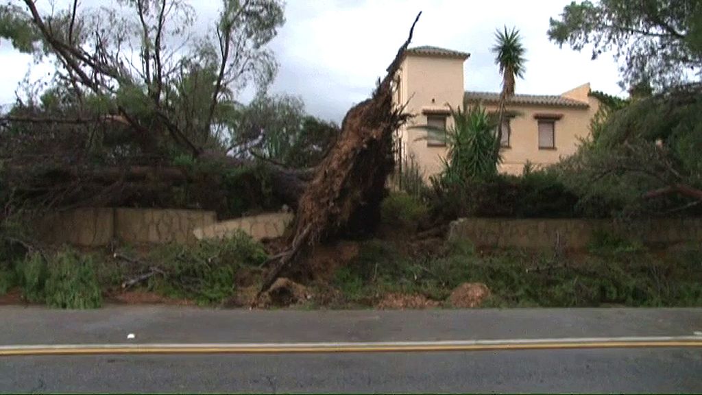 El tornado arrancó árboles en Mont Roig del Camp (Tarragona)