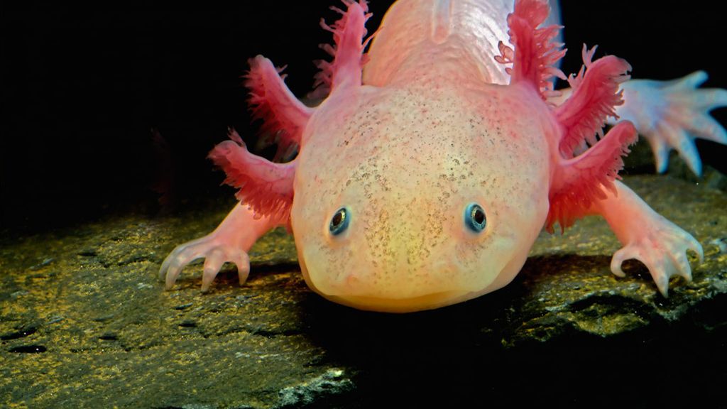 El 'mitológico' ajolote mexicano, real pese a su peligro de extinción