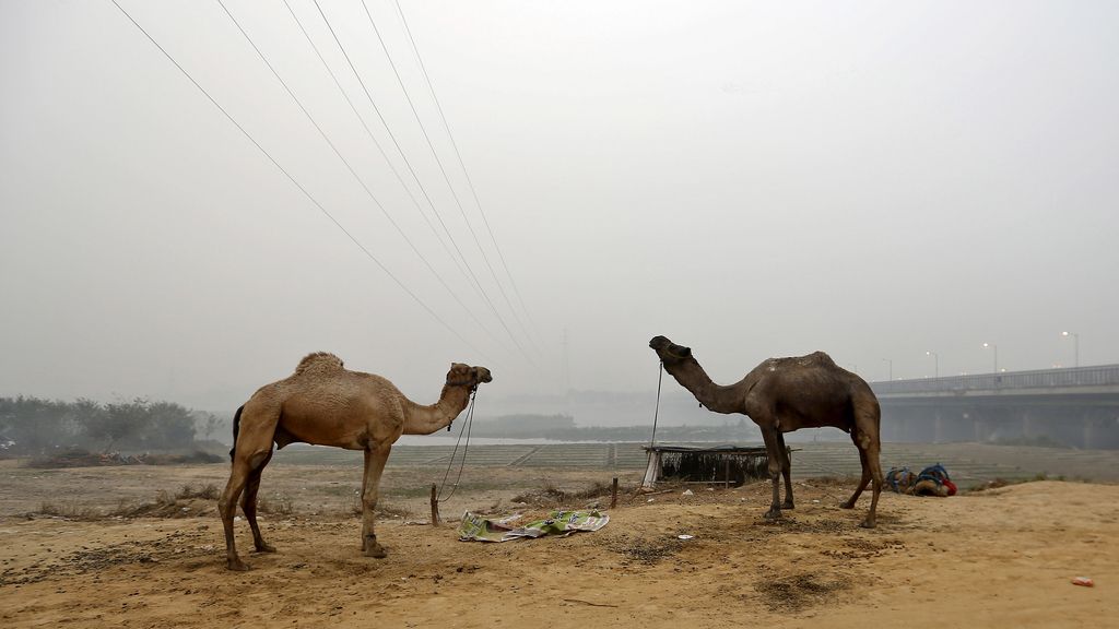 Los camellos de la India conviven diariamente con la enorme polución de las ciudades