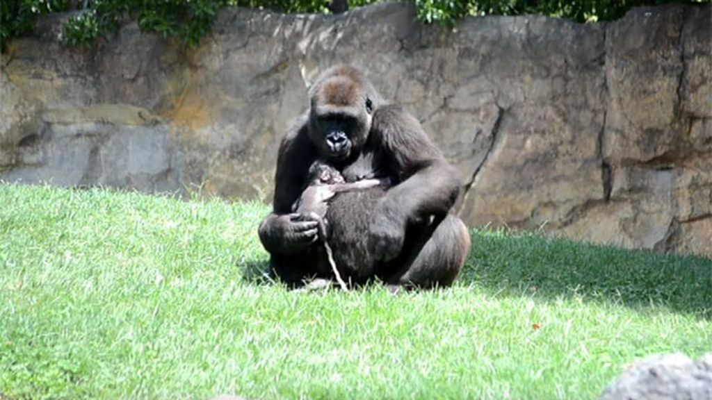 Así fue el parto del gorila en Valencia