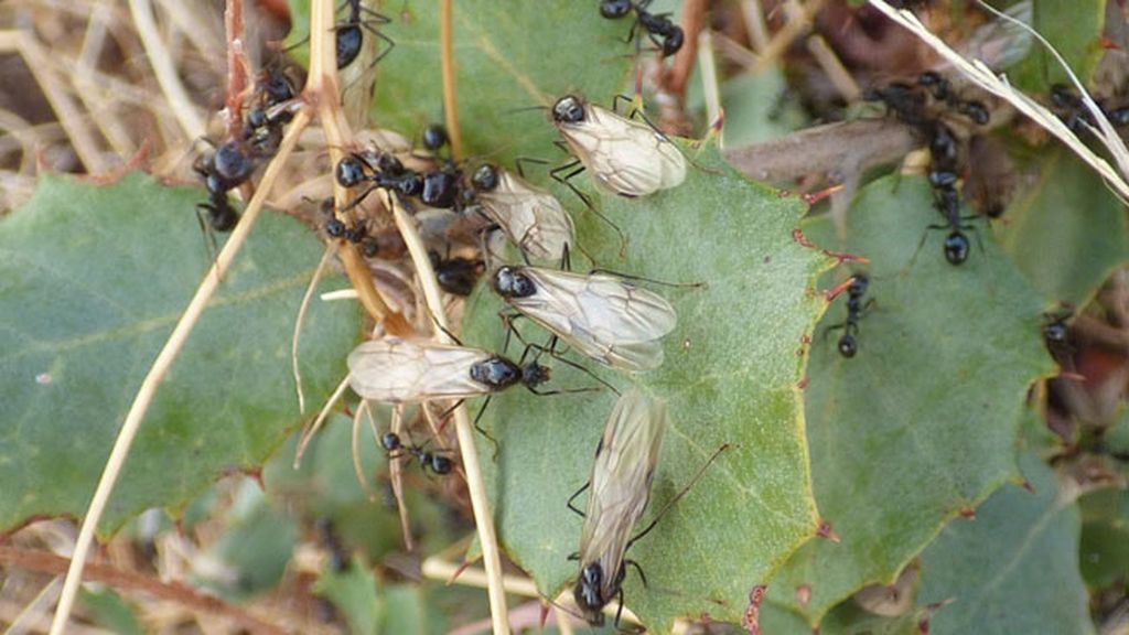 hormigas voladoras 2