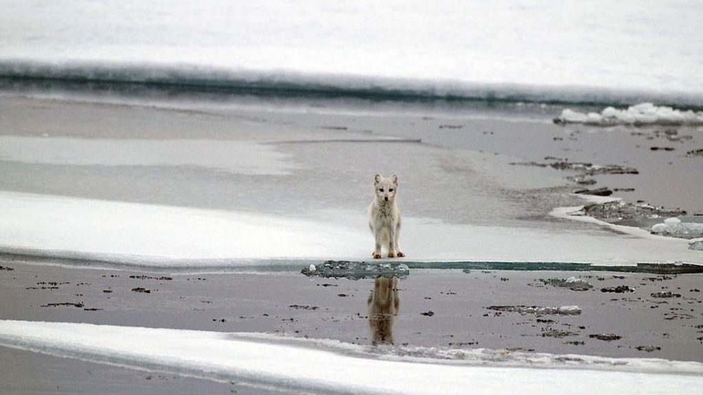 La desaparición del hielo altera el ciclo de vida del zorro polar, causando un descenso en las poblaciones