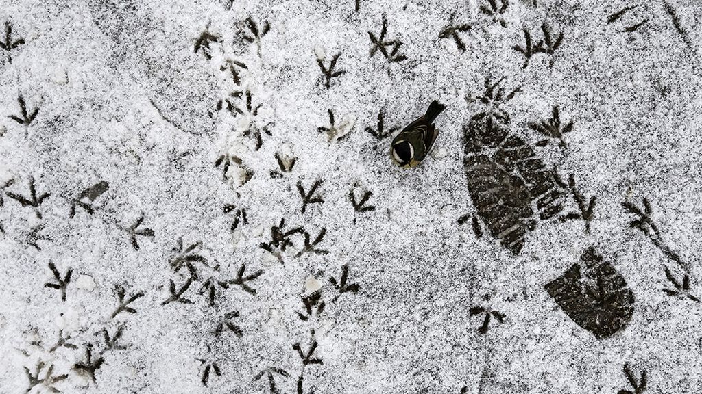El mundo animal en un marco invernal