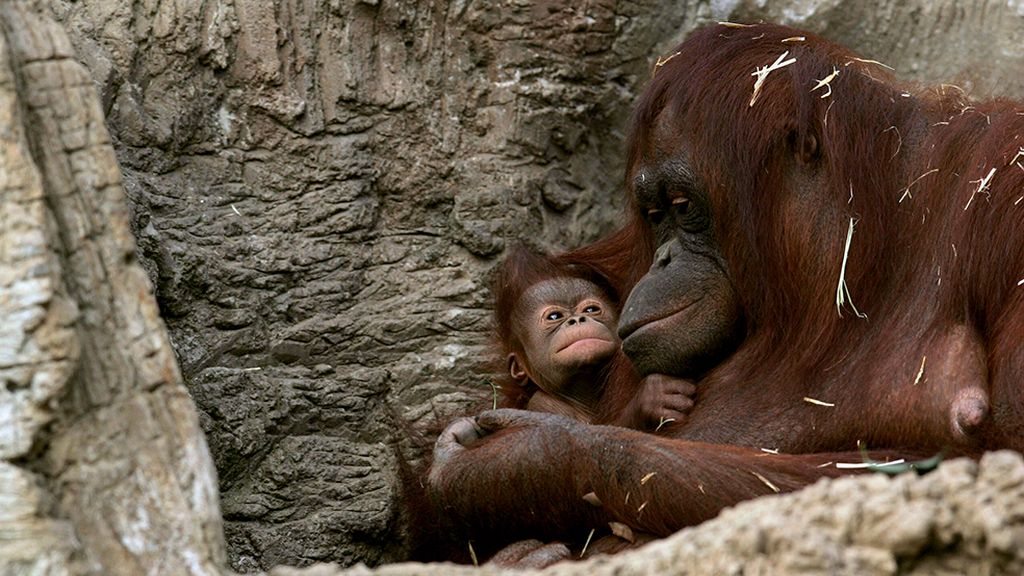 Amor de madre en el mundo animal