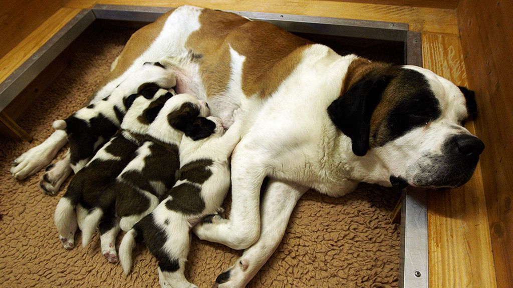 Las mejores imágenes de madres y crías