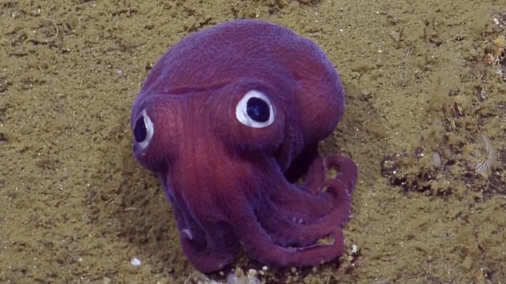 El calamar 'ojos saltones' y otros animales que parecen de peluche ¡pero son reales!