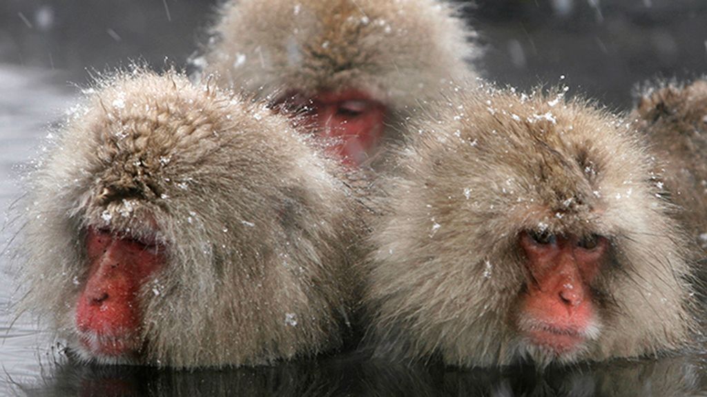 Huyen del frío bañándose en fuentes termales