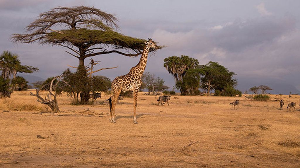 Reserva de caza Selous (Tanzania)