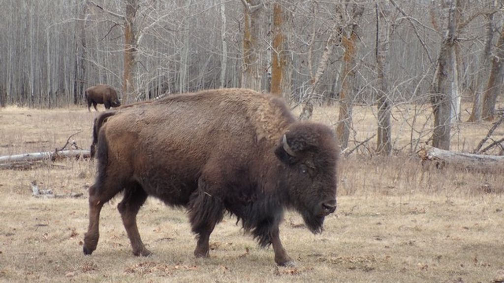 Bisontes