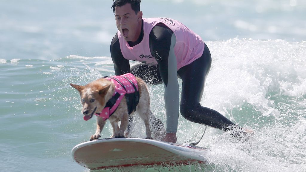 Brasileño y aventurero: te presentamos a Bono y a los mejores perros surferos