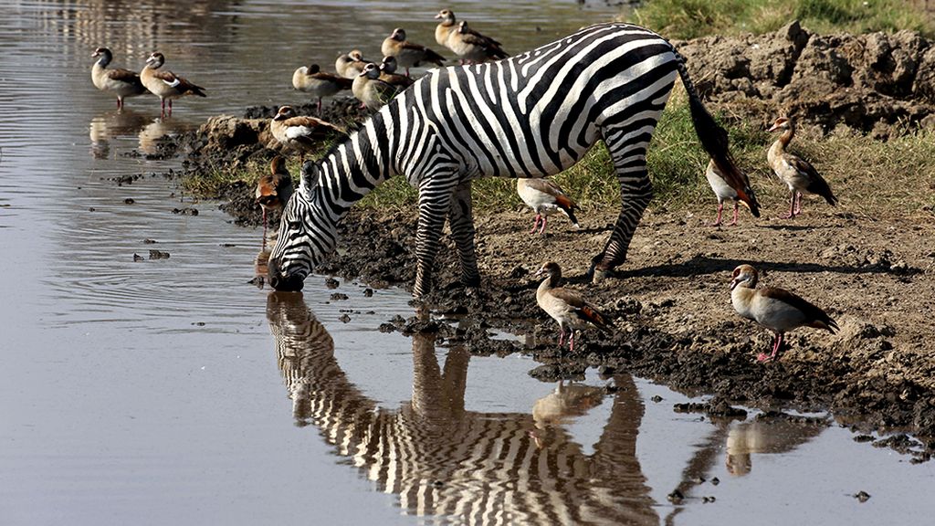El hogar de grandes animales africanos